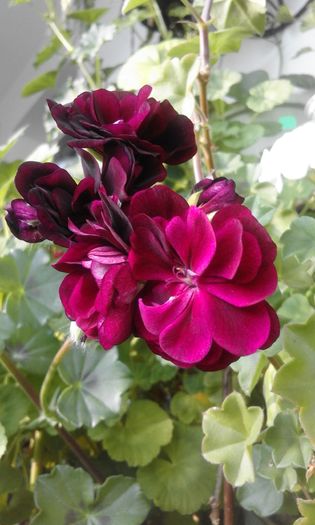 20160320_170044