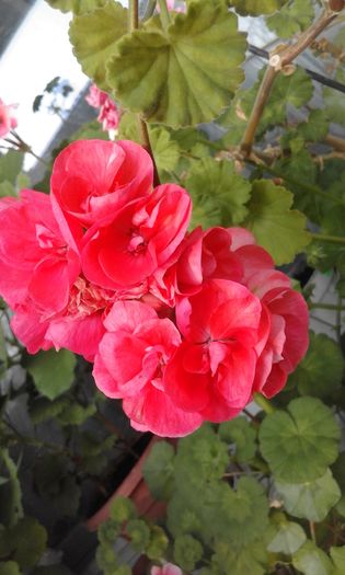 20160320_172425