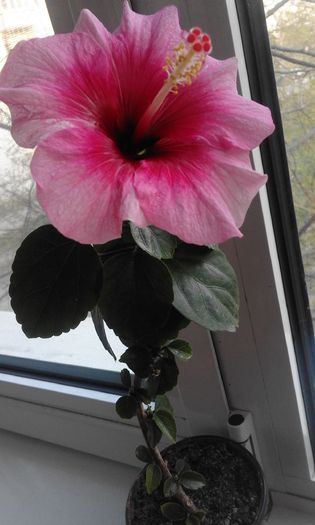 20160320_173438