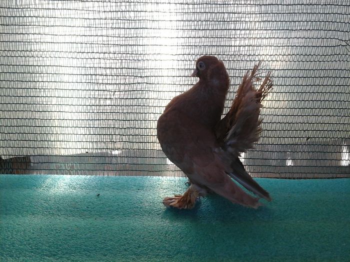 F 5293, 2015 - au fost VANDUTI