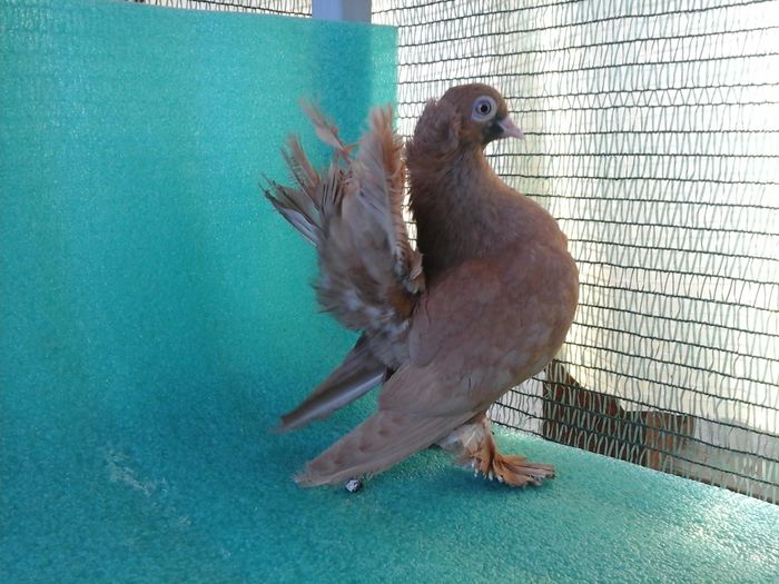 F 5293, 2015 - au fost VANDUTI