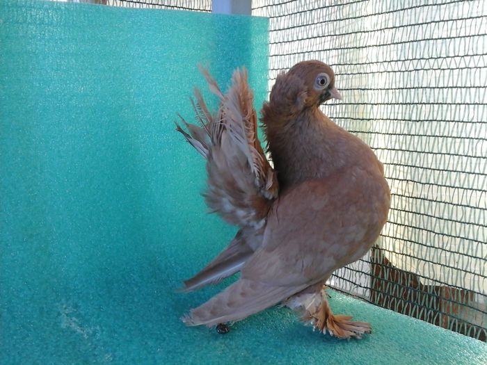 F 5293, 2015 - au fost VANDUTI