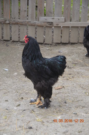 DSC_0007 - BRAHMA NEGRU 2016