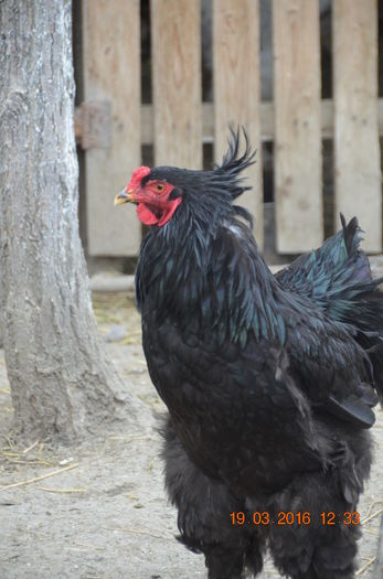 DSC_0020 - BRAHMA NEGRU 2016