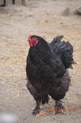 DSC_0043 - BRAHMA NEGRU 2016