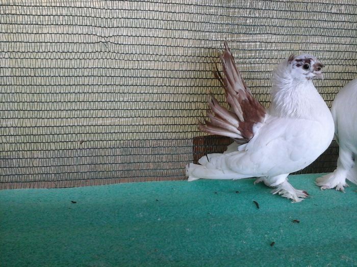 20160320_174434 - Drum spre coada rosie1