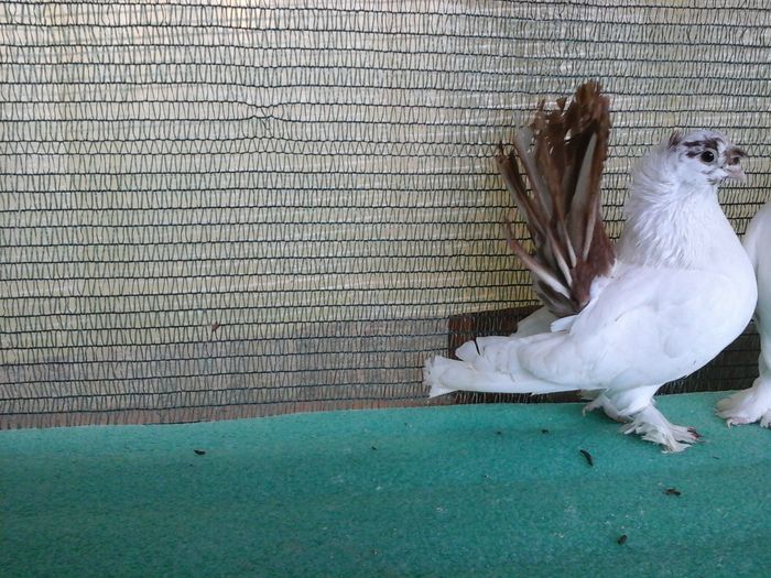 F 2015, 9874 - Drum spre coada rosie1