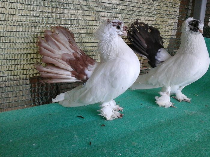 pereche matca - Drum spre coada rosie1