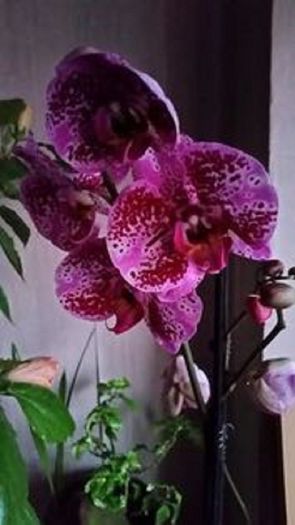 105851565_HRJYRXZ3 - florii