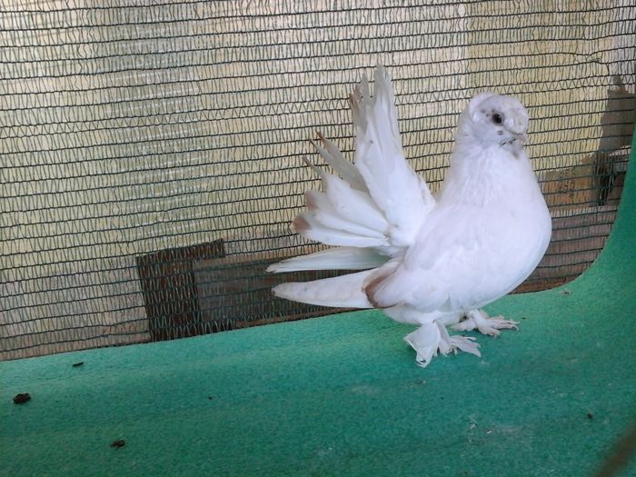 F 5331, 2015, vanduta