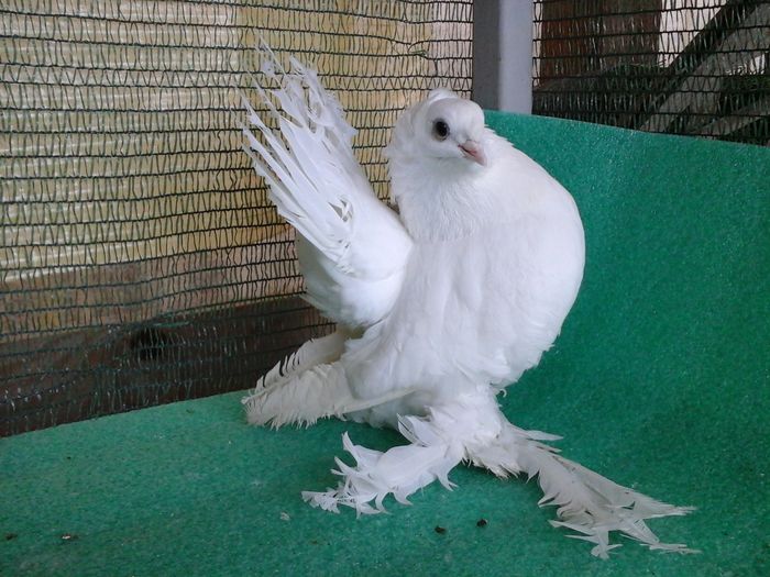 F 5336, 2015, vanduta