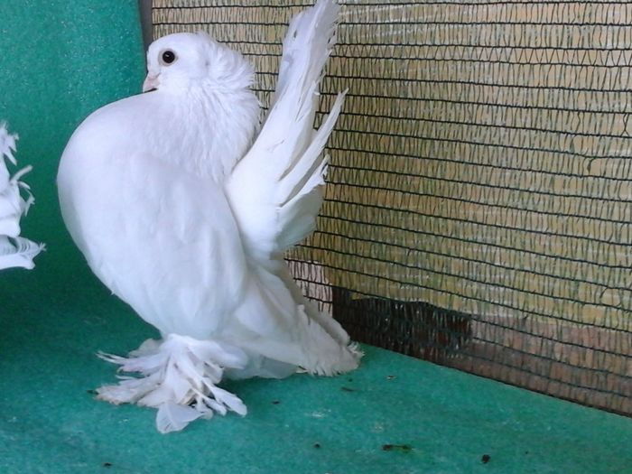 M 5335, 2015, vandut