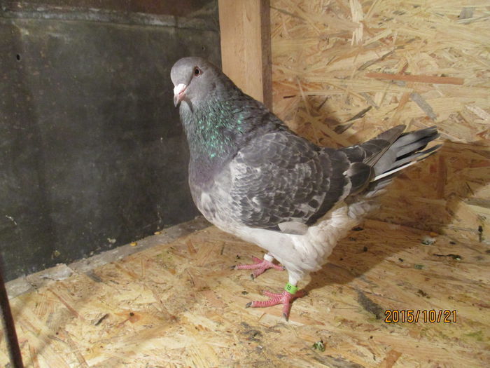 F-2015 inel EE 18275 - Pestrita; crescatorie proprie
