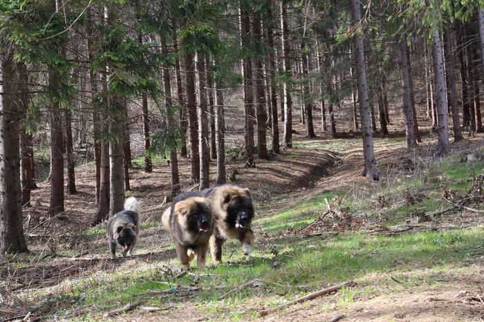 IMG_3762 - Pentru ca IUBESC NATURA