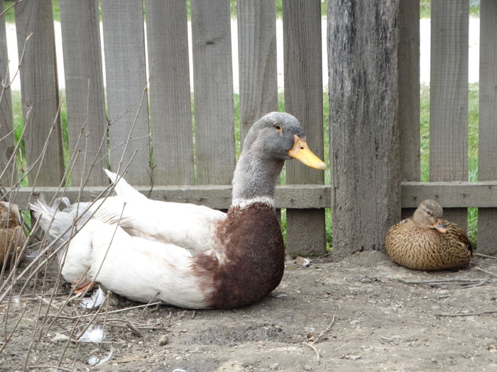 DSC09732 - Rate pitice