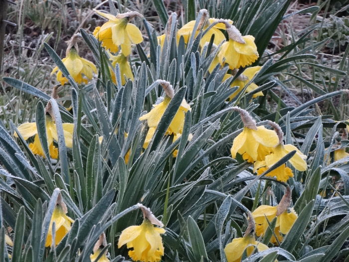 20.03.2016 dupa bruma de azi noapte