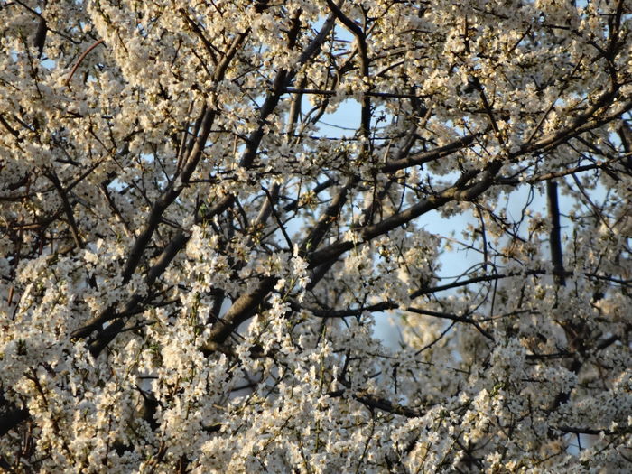 frumosi dar infrigurati