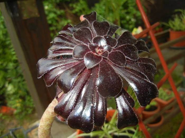 Aeonium Schwarzkopf (2015, Jun.05)