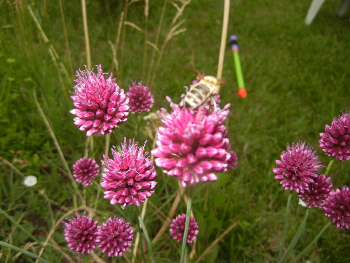 Allium sphaerocephalon (2015, June 29)