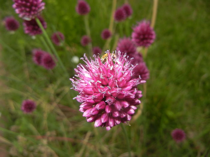 Allium sphaerocephalon (2015, June 29)