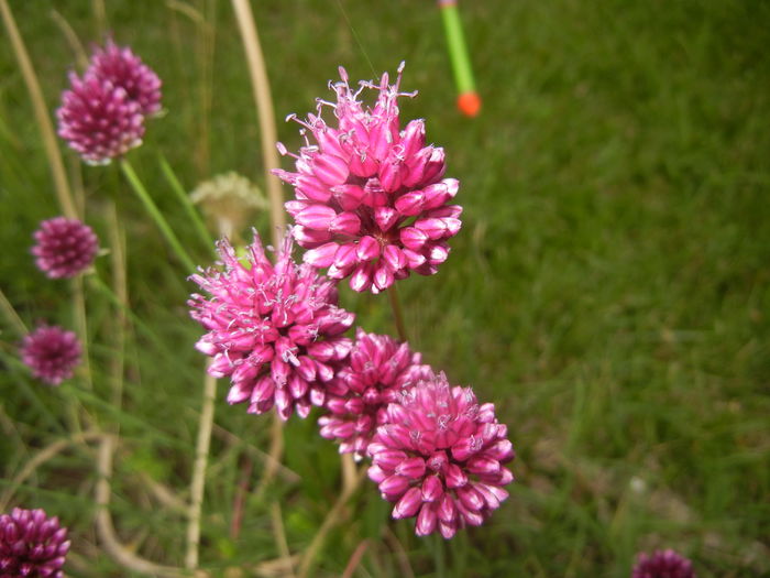 Allium sphaerocephalon (2015, June 29)