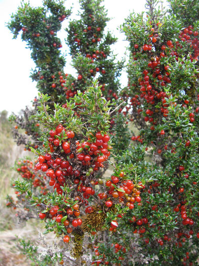 Coprosma nitida