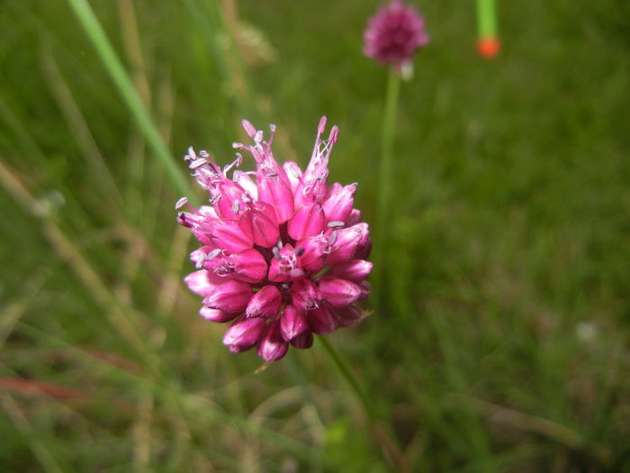 Allium sphaerocephalon (2015, June 29)