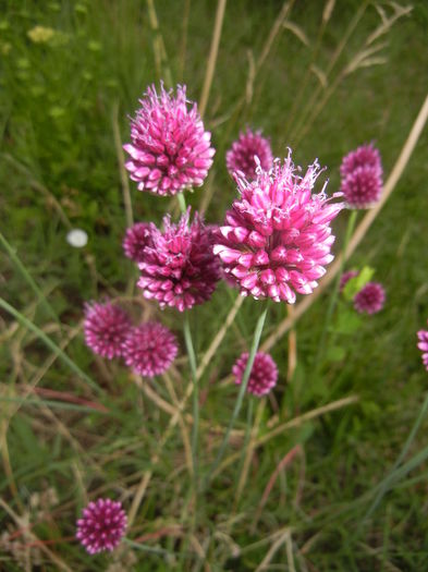 Allium sphaerocephalon (2015, June 29)