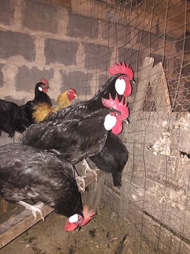 IMG_1071 - 1 MINORCA 20 03 2016