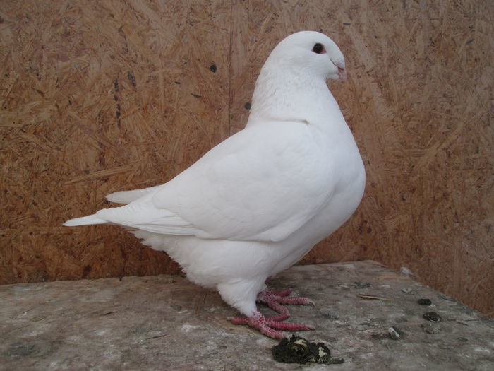 f.2015