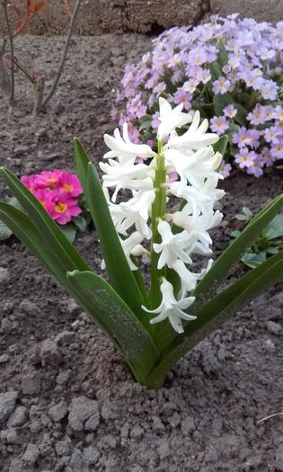 20160320_180723 - primavara 2016