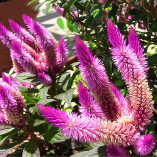 Flamingo cockscomb 1ron/buc - AAA DE VANZARE SEMINTE FLORI RARE o noua transa