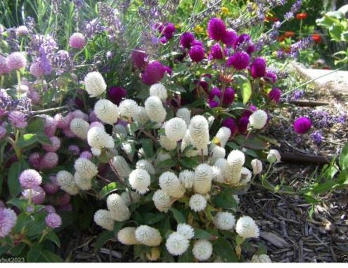 Gomphrena Purple o,5ron/buc - AAA DE VANZARE SEMINTE FLORI RARE o noua transa