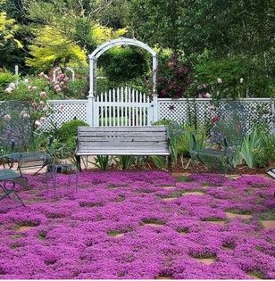 Creeping Thymus Herb 0,5ron/buc