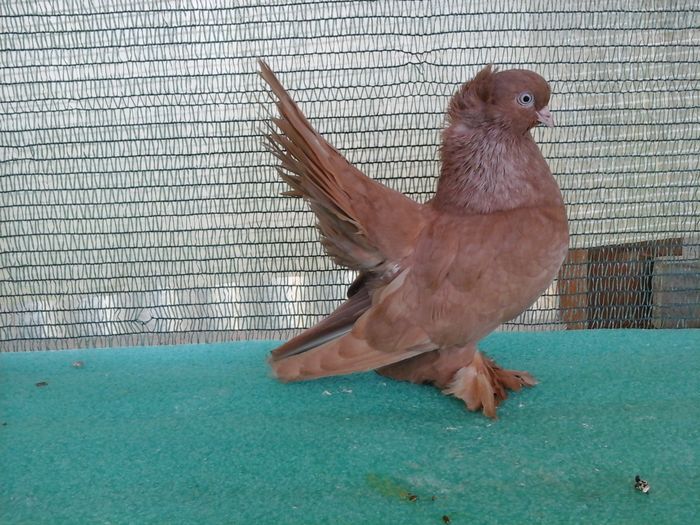 M 5329, 2015, vandut