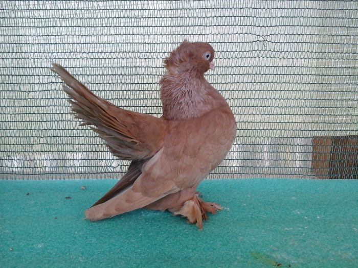 M 5329, 2015, vandut