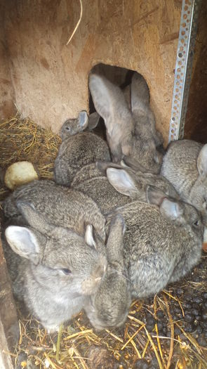 DSC08074 - IEPURASII MEI MATCA SI ARHIVA 2017 AMINTIRII PLACUTE