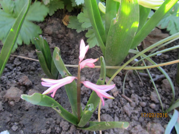 IMG_0074 - Flori de gradina-2016-Primavara