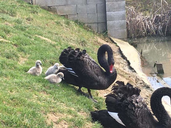 FB_IMG_1458464632792