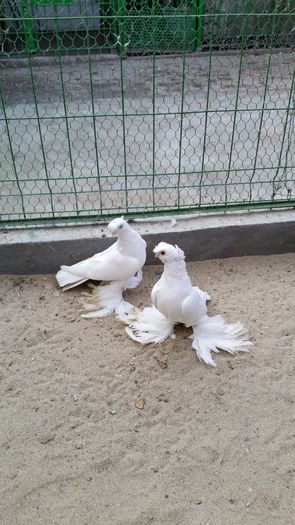  - 8___-PERSOANE CU CARE AM COLABORAT- VANZARI