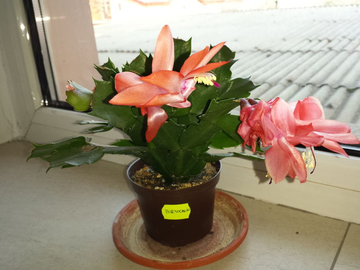  - Schlumbergera - Cactusul de CRACIUN