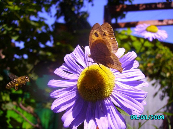 IMG_8643 - Fluturele si floarea