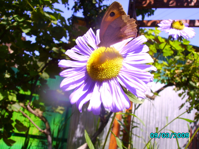 IMG_8644 - Fluturele si floarea