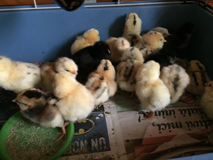 image - PUI SERIA 1 2016