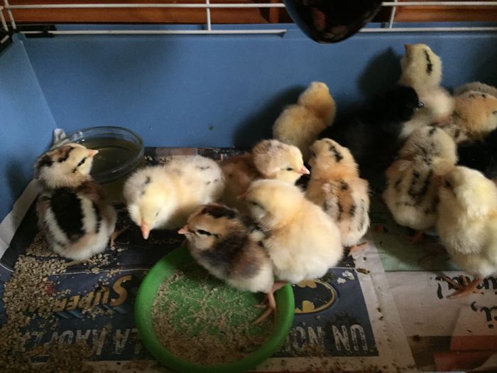 image - PUI SERIA 1 2016