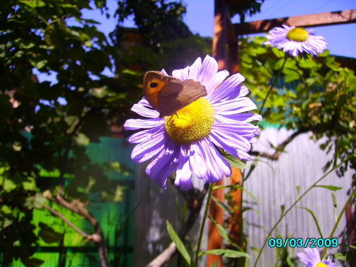 IMG_8655 - Fluturele si floarea