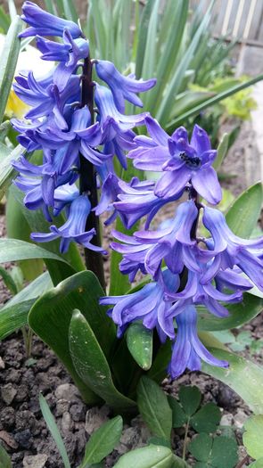 20160321_152317 - 1Gradina mea-2016