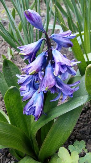 20160321_152304 - 1Gradina mea-2016