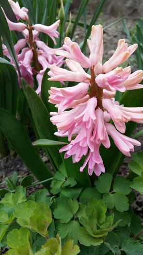 20160321_152210 - 1Gradina mea-2016