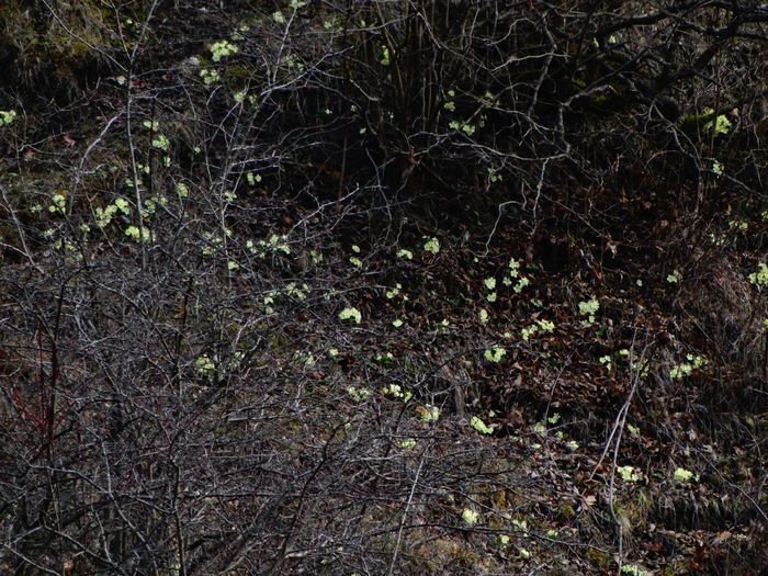 DSC05446 - De prin natura 2016